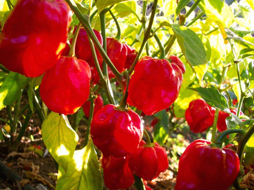 Golden Hills Farm 100 Habanero Red Hot Chili Pepper Seeds (B07P1G7N8C) Amazon Price History, Amazon Price Tracker