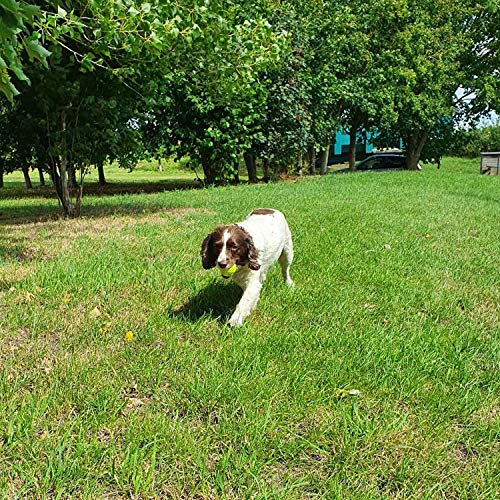Big Game Hunters Hunde-Tennisball, doppelt stark, unzerstörbar, ideal für Aggressive Kauer, 20 Stück