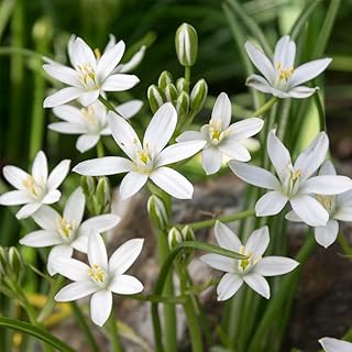 25 x Ornithogalum Umbellatum – Spring Flowering Bulbs – Snow White Six Petaled Blooms – Star of Bethlehem – Perennial – Long-Lasting Blooms for Cut Flowers – for Your Beautiful Garden