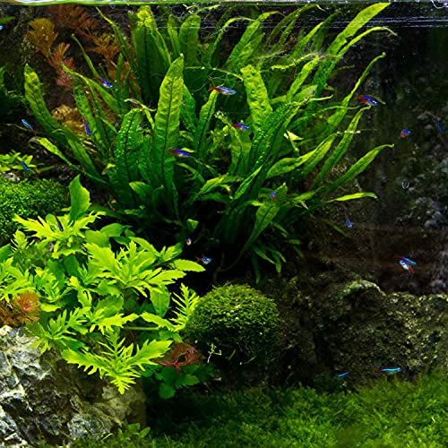 image for Marcus Fish Tanks - 3X Java Fern Microsorum Pteropus Easy Live Aquariu