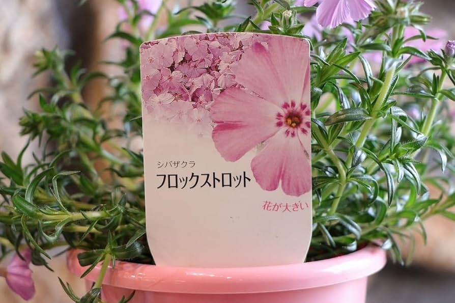 桜【10/31までお取り置き】 楽天市場】クーポン発行中 動画あり 桜の都 オブジェ 置物