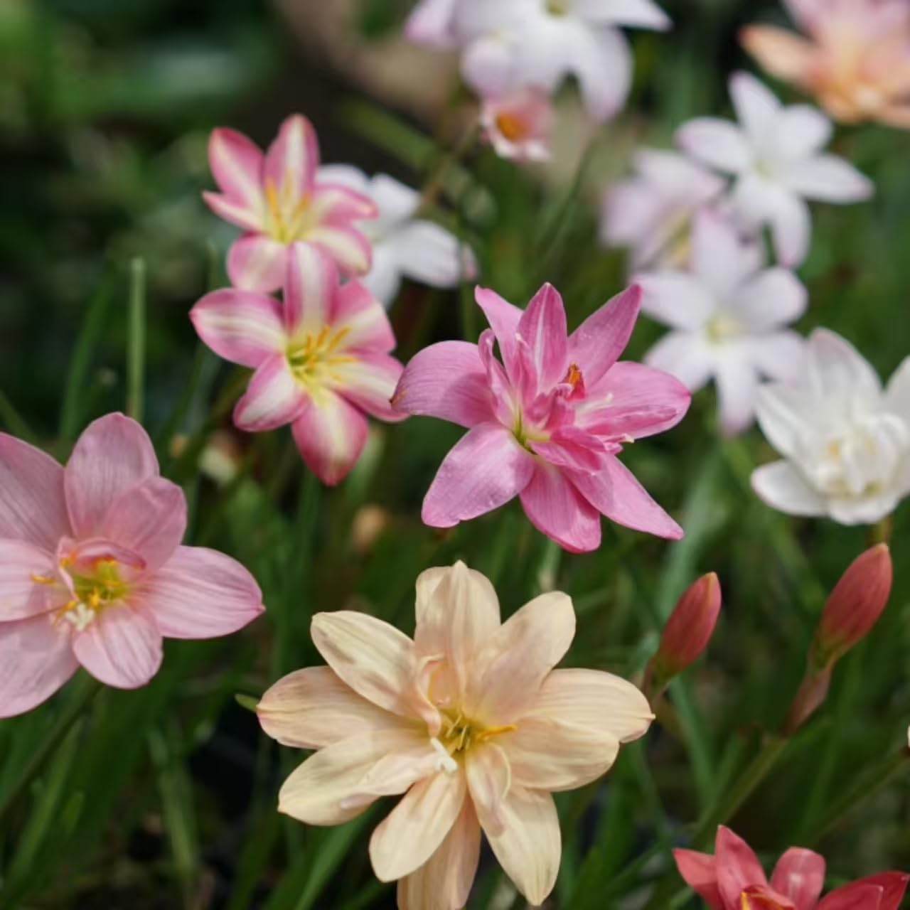 10PCS Mixed Color Rain Lily Snowdrop Bulbs,Lily Bulbs-Bulbs of Cold-Resistant Plants That Bloom for a Long Time-Easy to Grow-and Grow Outdoors in Your Courtyard Garden (10pcs)