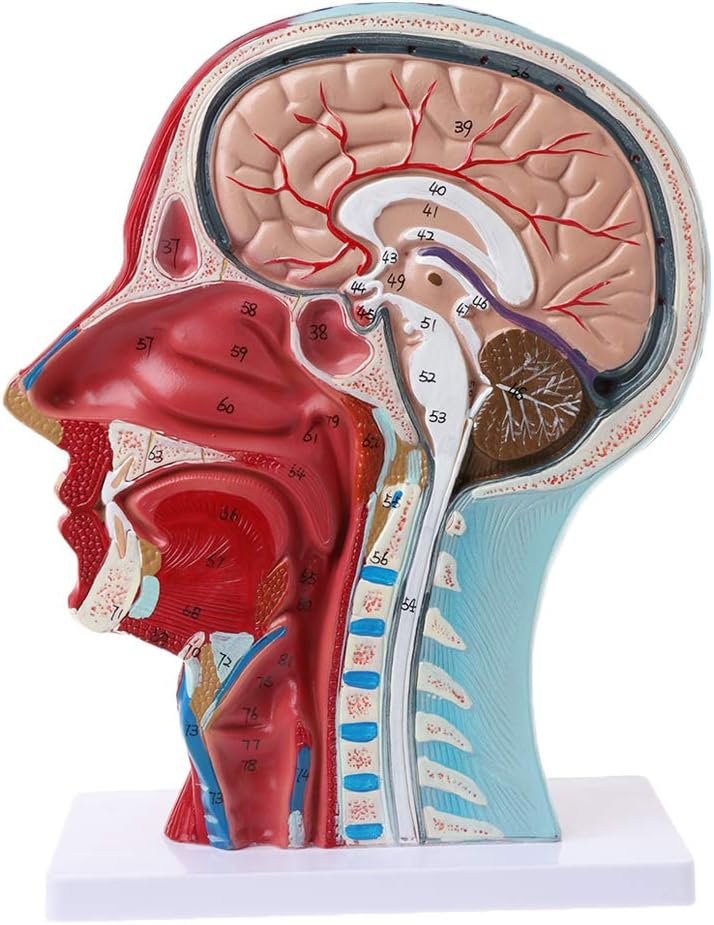 BloomingJS Human Anatomy Model Human Anatomical Half Head Face Anatomy Medical Brain Neck Median Section Study Model Nerve Blood Vessel for Teaching