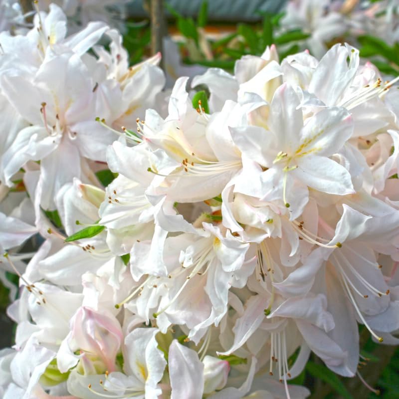White Azalea Live Plant, Rhododendron Flowering Shrub for Outdoor Planting, 10 Inches Tall, Hardy Azalea Bush for Landscape and Garden