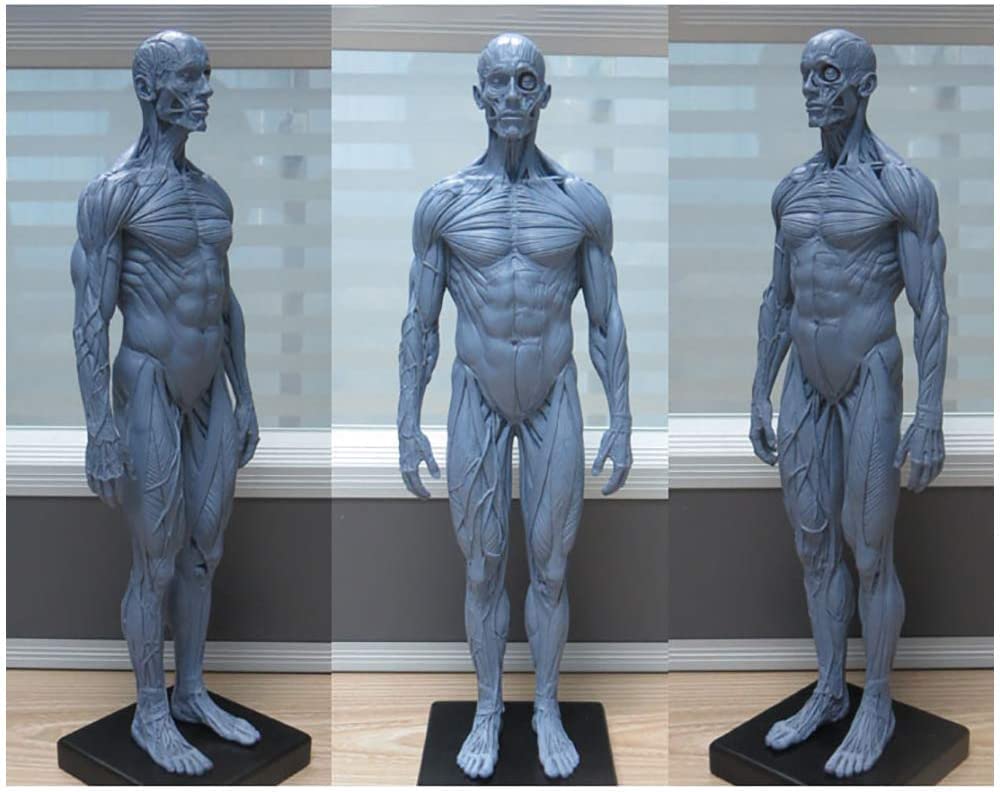 Jun's Anatomy　アナトミーフィギュア① Jun's Anatomy アナトミーフィギュア① アナトミーフィギュア Jun's