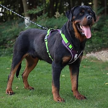 Belababy Soft No Pull Dog Harness Small Adjustable Assistance Service | Desertcart