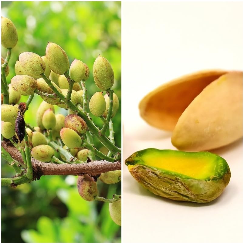 Planta de Pistachero Injertado. Hembra. Necesita un macho para produción de fruto Pistacho. Frutos deliciosos y saludables, es resistente y embellece tu jardín con poco cuidado.