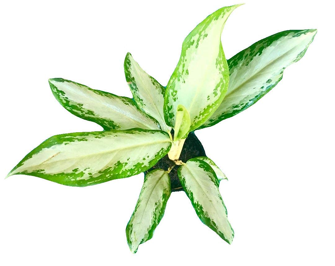 The Four Seasons Aglaonema Silver Bay Live Plant in Pot (B077KZXXLT) Amazon Price History, Amazon Price Tracker