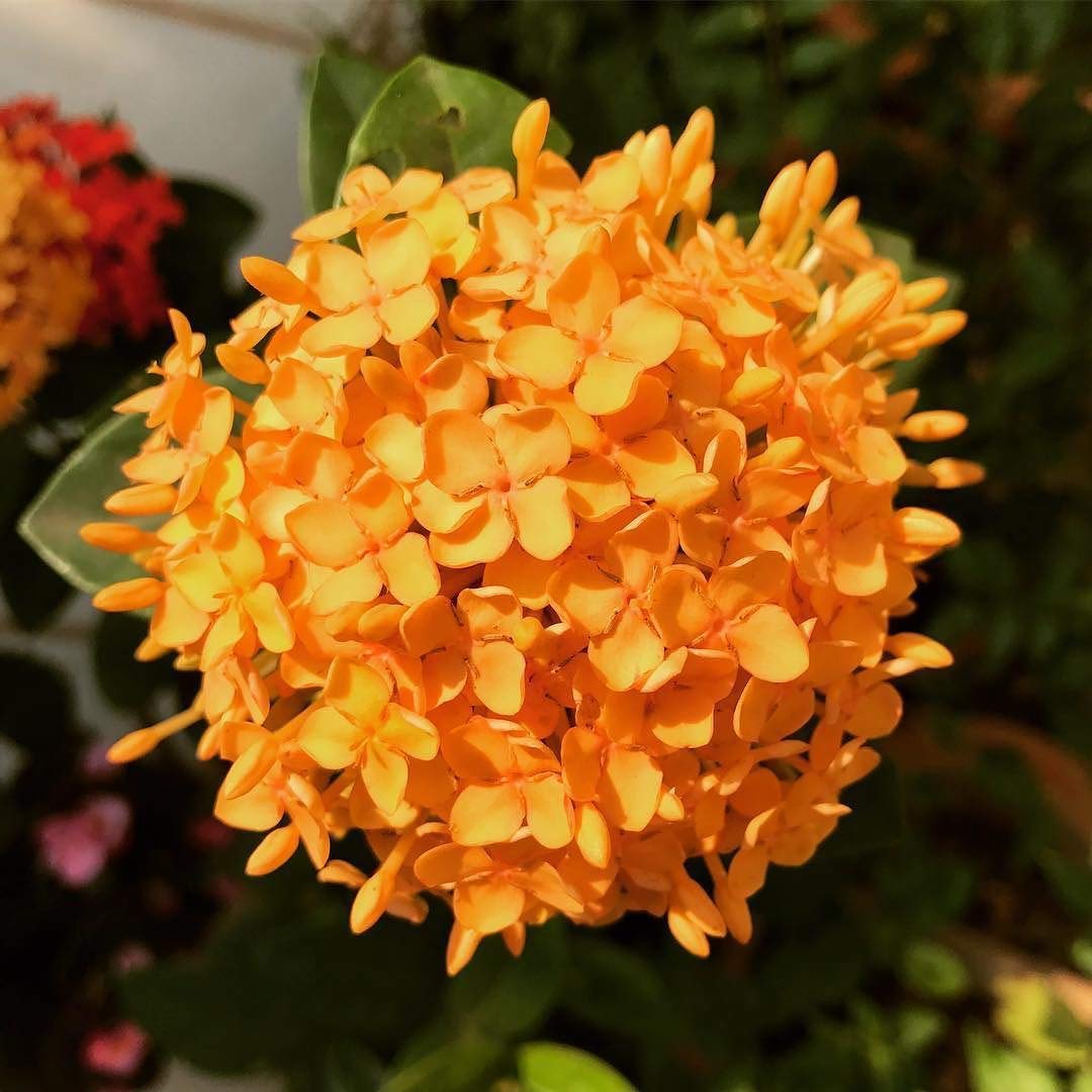 See full amazon price history chart for green paradise New Compact ixora Yellow live plant green paradise New Compact ixora Yellow live plant (B091DSV4XR) Amazon Price History, Amazon Price Tracker
