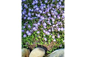 Mazus Repens Creeping Blue Groundcover - Bright Bluish Purple Flowers