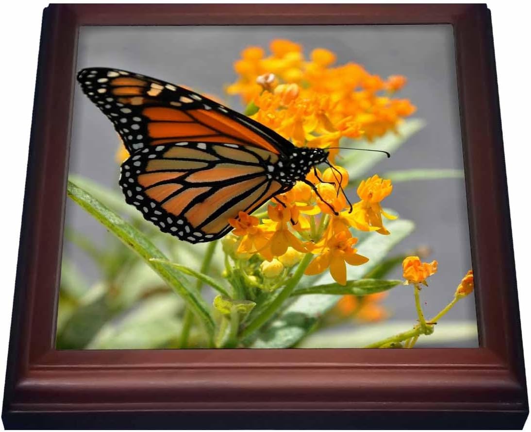 3dRose Trivet with Tile, 8 by 8-Inch, Brown