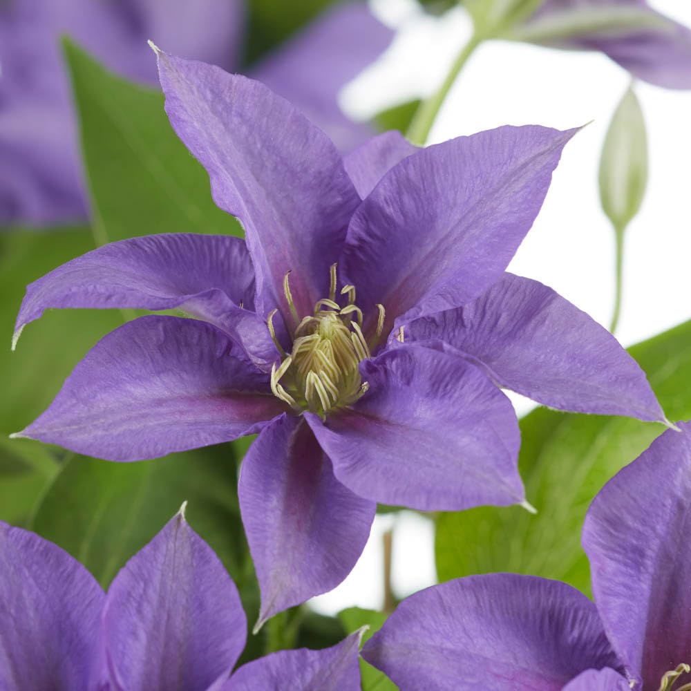 YouGarden Patio Clematis 'Olympia Boulevard', Established Plant in 10.5cm Pot, Purple Clematis Garden Ready, Climbing Plant for Gardens and Patios