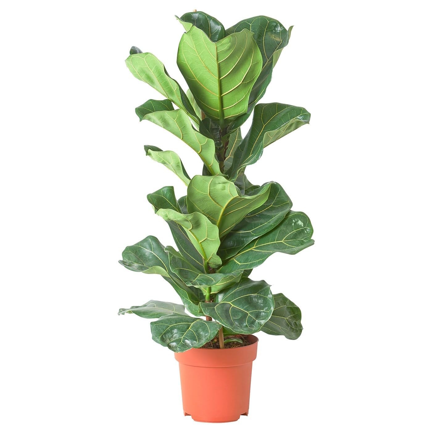 OCCIDENT Ficus Lyrata Healthy Indoor Live Plant Fiddle-Leaf Fig Plant | Living Room & Home Decor With Grower Pot (Pack Of 2)-image-19