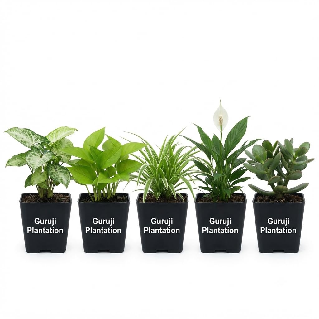 Guruji Plantation Set of 5 Live Plants with Pot Syngonium, Money Plant, Spider Plant, Peace Lily, Jade Plant, Air Purifying Decor-image-25