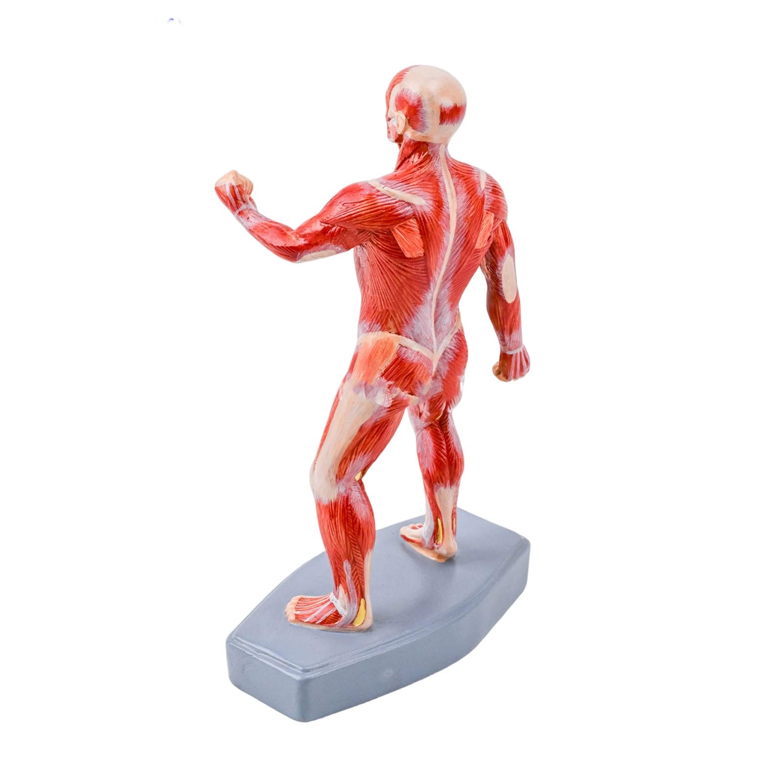 Interaktywny model nauczania medycyny pokazuje ludzkie mięśnie szkieletowe idealne do szkół, szpitali i edukacji zdrowotnej, narzędzie edukacyjne do anatomii