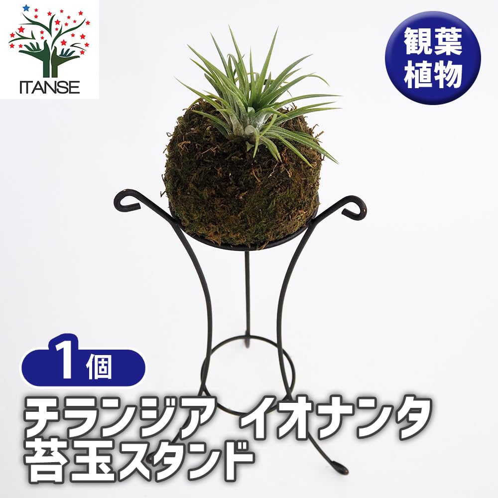 Amazon｜ITANSE エアープランツ チランジア イオナンタ 苔玉