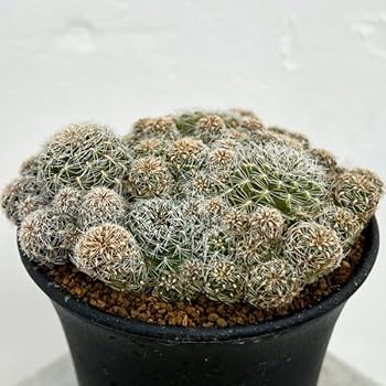 サボテン スルコレブチアsp♪カキコ１つ スルコレブチア カキコ 花サボテン - メルカリ