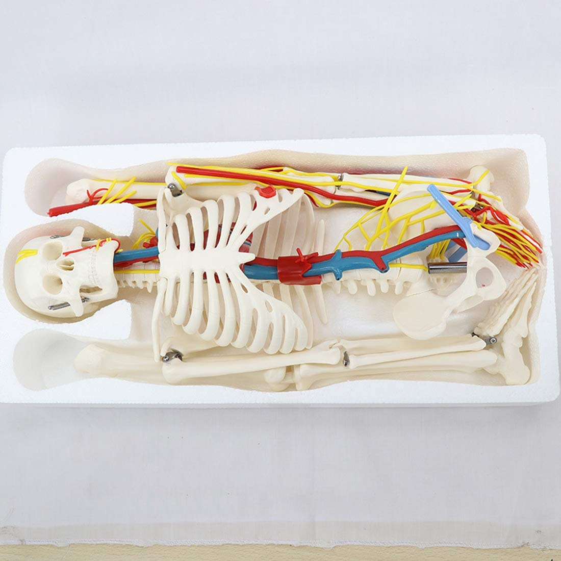 GTHTUHFD Educational Model 85Cm Human Skeletal Muscle Start And End Point Nerve Model Small Needle Knife Human Bone Model Medicine,Medical Models