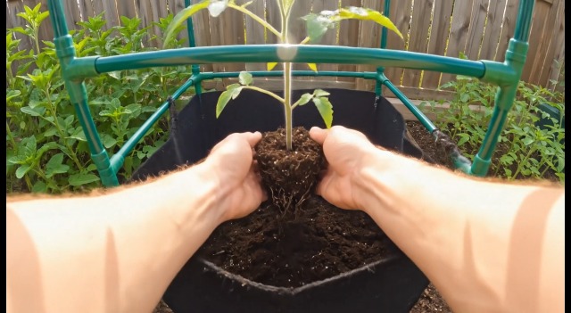 Amazon.com : MQHUAYU 3 Pack Tomato Cages with 17 Gallon Grow Bags