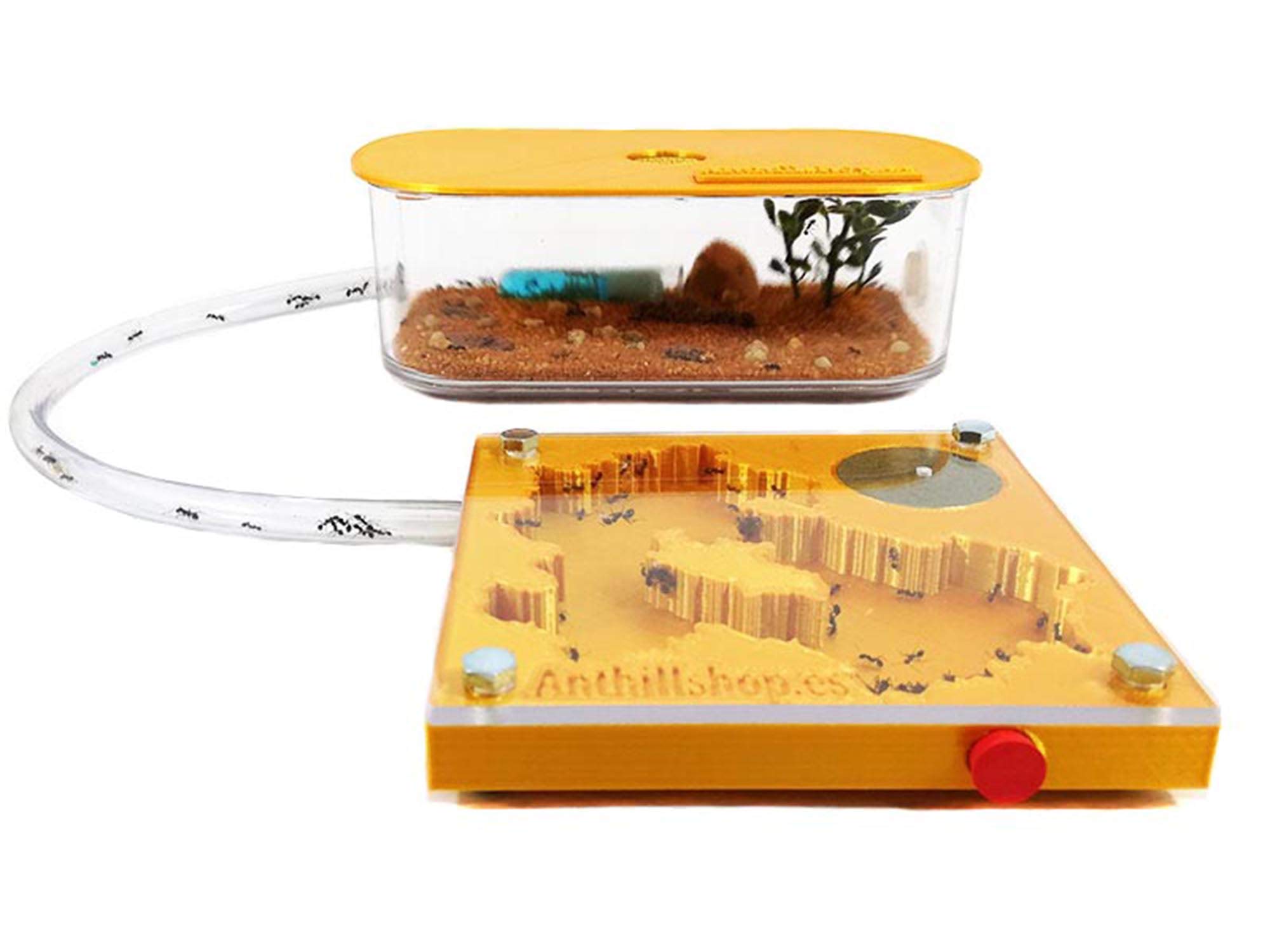 Kit pädagogischer Ameisenhaufen, 3D, 10 x 10 Schaum, goldfarben, inklusive Ameisen.