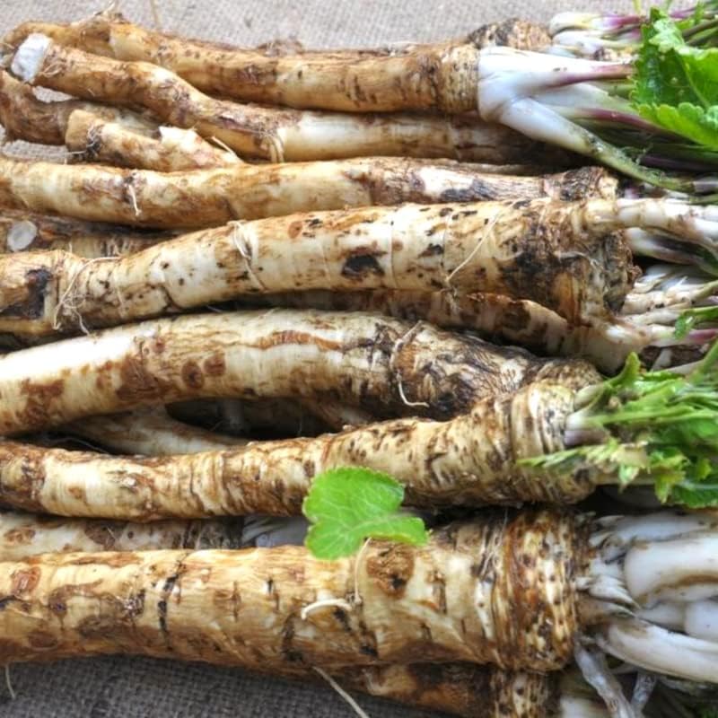 Raíces de rábano picante vivo de 14 onzas para plantar, se venden por peso, sin forma ni tamaño, verduras de rábano picante