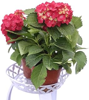 Red Hydrangea Flower Seeds 20pcs Perennial Organic Fresh Easy to Grow Plants Flower Seeds for Planting Yard Garden Outdoor Indoor