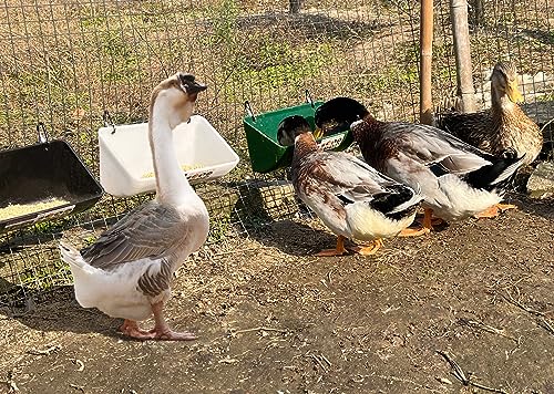 Alimentador de frango, alimentador de cabra - pacote com 2, 5,5 litros, para cabras, galinhas, pato,