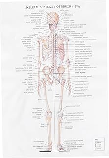 ULTECHNOVO Office Decoration Painting Digestive System Poster Skeletal Anatomy Poster Muscular System Anatomical Chart Skeleton Human Poster Skeletal System Anatomy Poster Skeleton Poster