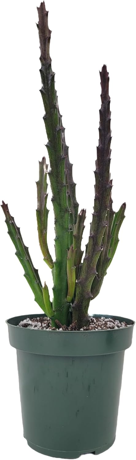 Lifesaver Plant with Purple Flowers - Live Plant in Pot - Stapelia Mutabilis - Beautiful Indoor Outdoor Cacti Succulent Houseplant with Exotic Blooms (2 Plants, in a 4.5" Pot)