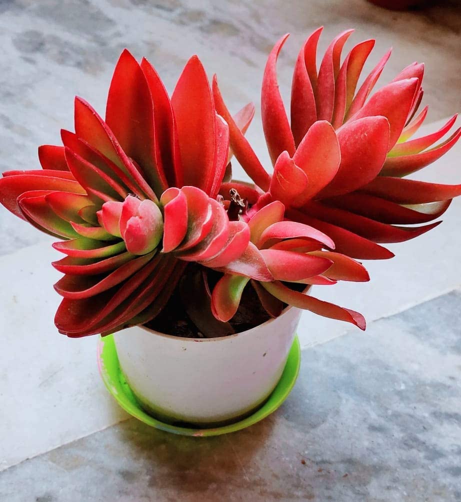 UGANIO PLANT Crassula Capitella Campfire Live Succulent Plant Colour Red (B0C6FMS2VW) Amazon Price History, Amazon Price Tracker