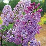Tiny Dancer Dwarf Lilac - Compact Growth to only 5 Feet - Very Fragrant and Floriferous - 2 Year Live Plant
