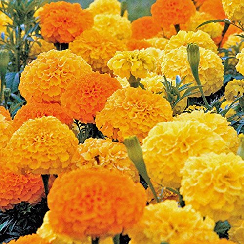 Nelesa Gardening Marigold Seeds Mixed Color Double Flower 50 Seeds Pack (B076DH6R13) Amazon Price History, Amazon Price Tracker