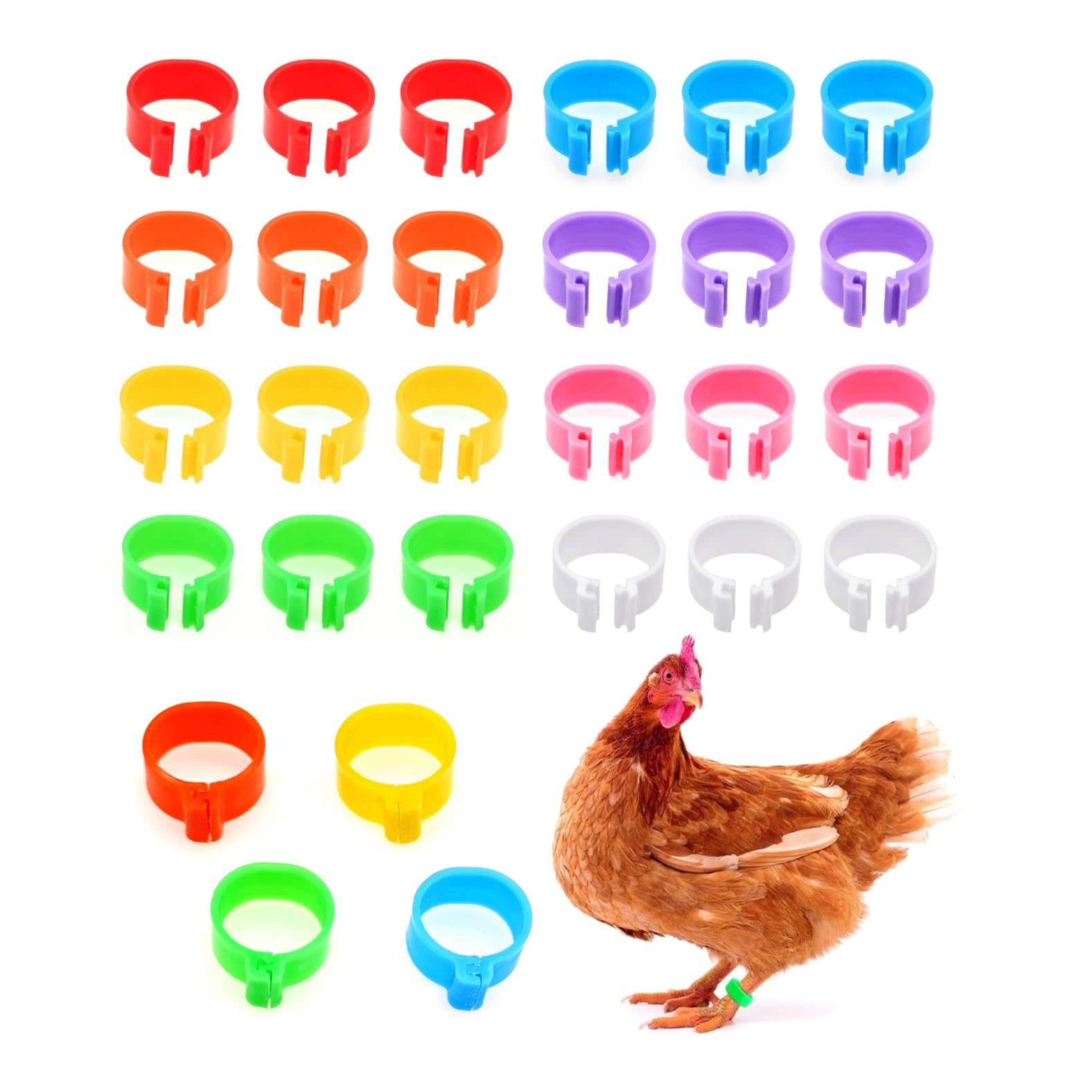 Anelli Colorati Per Pollame Anelli Identificazione Polli - 50 Clip