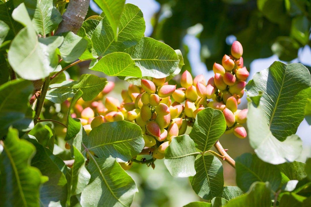 See full amazon price history chart for Mphmi Plants Pistachio plant (Grafted) -Fruit Plants & Tree Outdoor Living Indoor Plants Mphmi Plants Pistachio plant (Grafted) -Fruit Plants & Tree Outdoor Living Indoor Plants (B0918MJF8M) Amazon Price History, Amazon Price Tracker