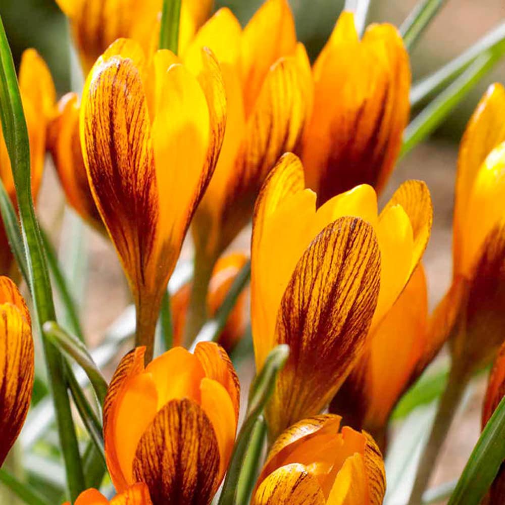 Crocus Orange Monarch Garden Plant Hardy Bulb Flowering Garden Plants Easy to Grow Your Own 20x Bulbs by Thompson and Morgan