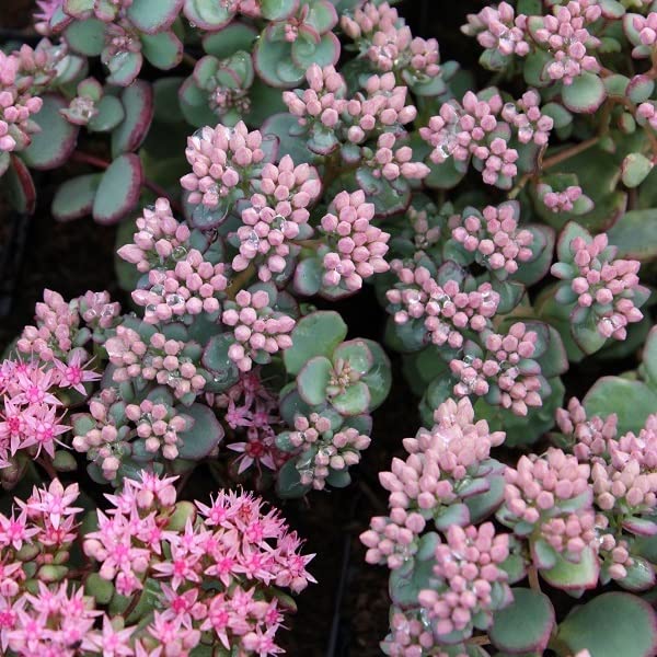 6x Sedum sieboldii - Sedum sieboldii - Vaso 9x9 cm - pianta grassa ornamentale giardino