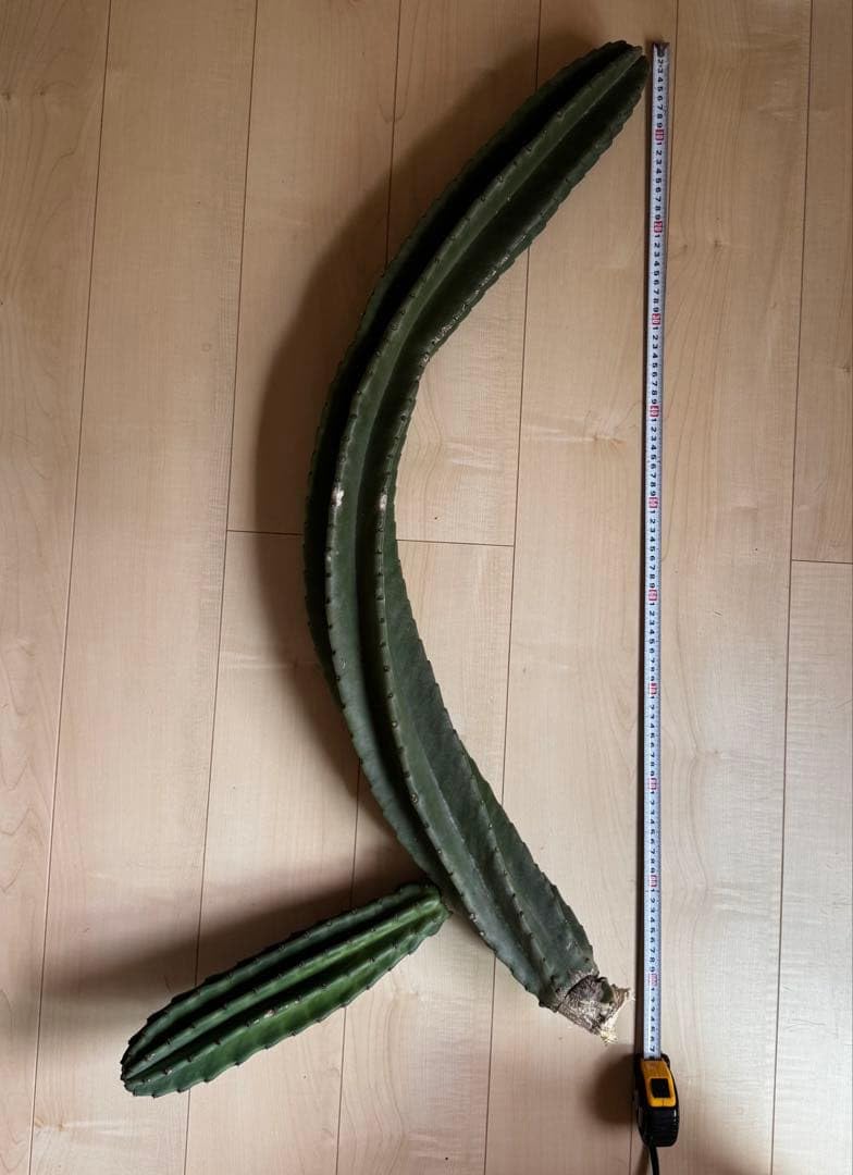 大型 柱サボテン 抜き苗 観葉植物 Amazon｜大型 サボテン 柱サボテン 抜き苗 鬼面角｜観葉植物