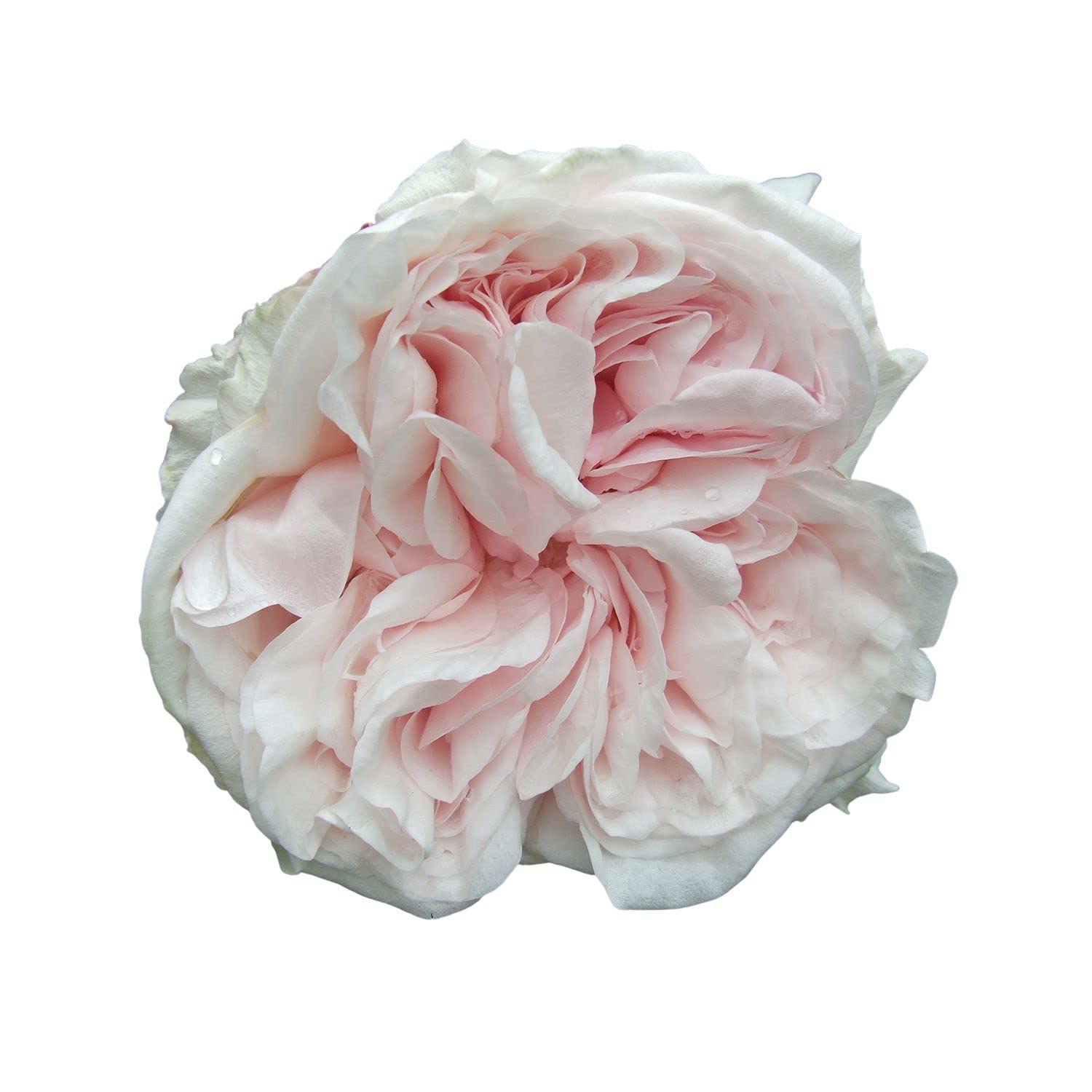 Rosa Eustacia Vye Di Rose Barni - Rosa English In Vaso, Profumata - Foto 9