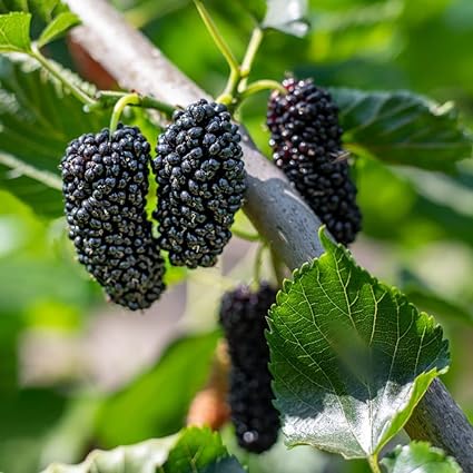 Maulbeerbaum Winterhart Maulbeere Kaufen Samen Bio Maulbeeren