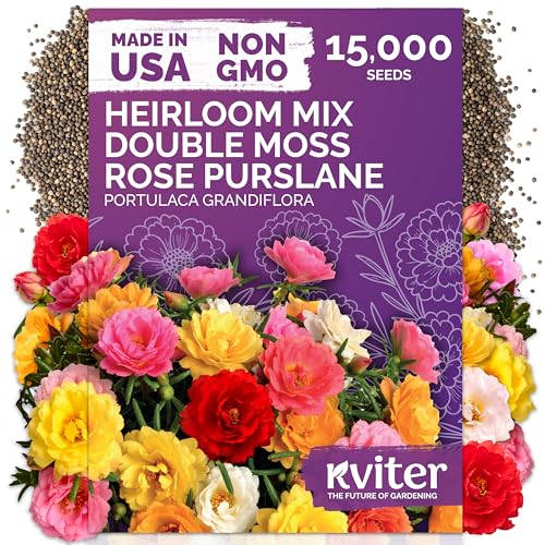 KVITER 15 000 Mix Moss Rose Seeds for Planting (Portulaca grandiflora) - Heirloom Flowering Ground Cover Purslane Double Flower Portulaca Seed - Flower Seeds to Plant Outside Beds Baskets