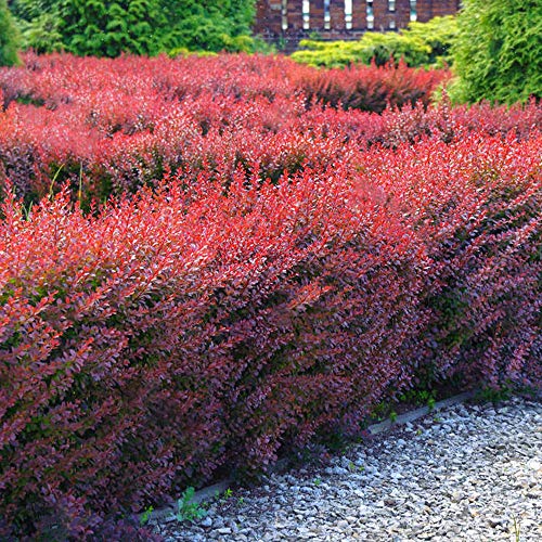 Berberis thunbergii Atropurpurea 'Purple Barberry' Bare Root Hedge - Purple Hedging, Tree, Plants (1-2ft (40-60cm)) (5 Plants)