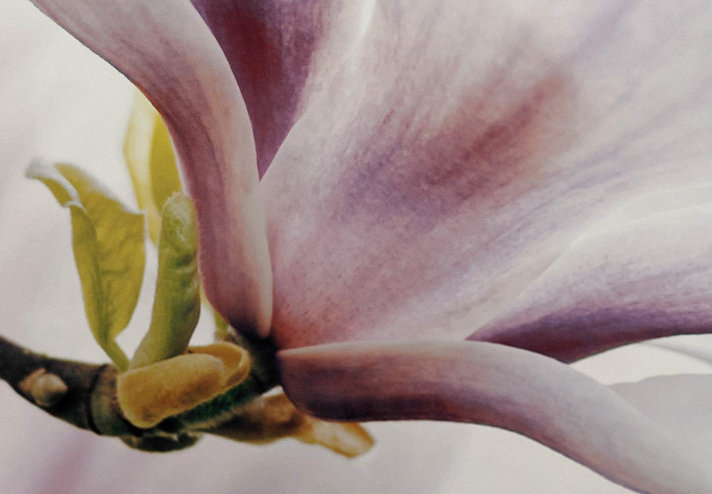 murando Fototapete selbstklebend Abstrakt 490x350cm - Foto Tapete Tapetenfolie Möbelfolie Wandverkleidung Wandtapete Motivtapeten Bildtapete Wohnzimmer 3d Effekt Modern Blumen Magnolien rosa weiß 3D
