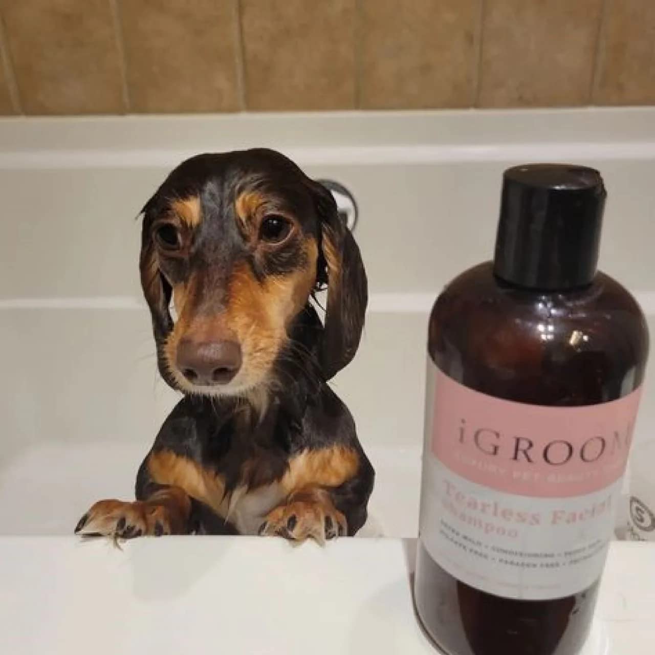 iGroom Champú facial sin lágrimas para perros, cuidado de belleza de mascotas de lujo, ultra suave para los ojos, restaura la humedad natural de la piel, fabricado en Estados Unidos, 473 ml
