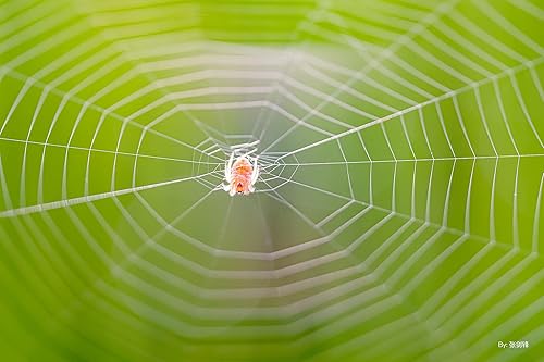 Miniatura 8 de TTArtisan Lente macro de 1.575in F2.8 APS-C de aumento 11 lente de cámara de enfoque manual para cámara Sony E Mount A6000 A6100 A6300 A6400 A6500