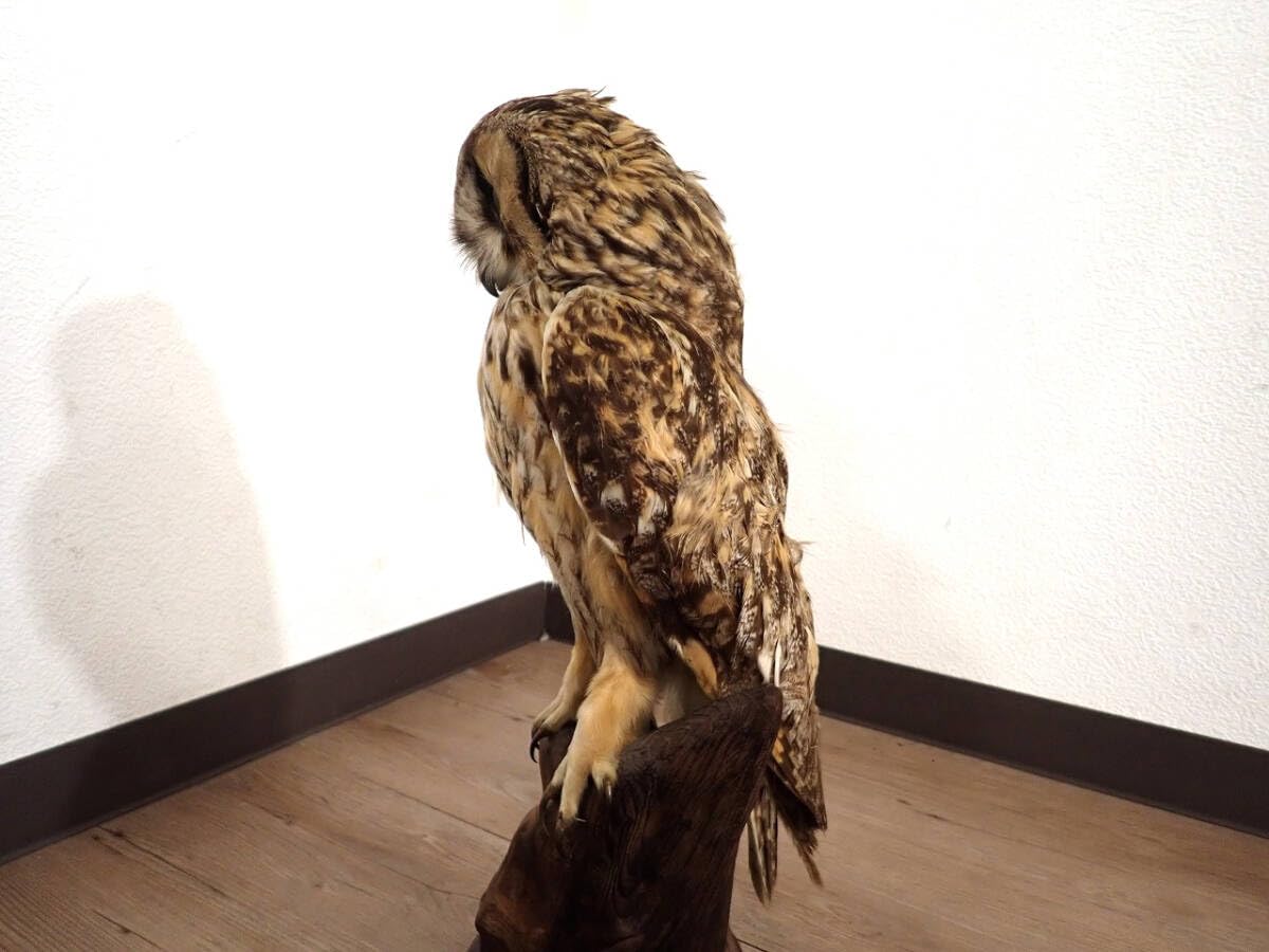 剥製セット フクロウ、キジ2匹