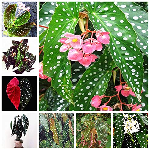 . 100pcs / bag begonia bonsai plant of the flower garden outdoor terrace leaf color Begonia Seedsa Vaso Family Garden perennial System: Mixed: Only Seeds