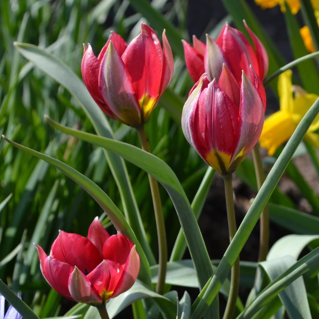 Steingarten-Tulpen mindestens 3 Sorten (250 Zwiebeln)