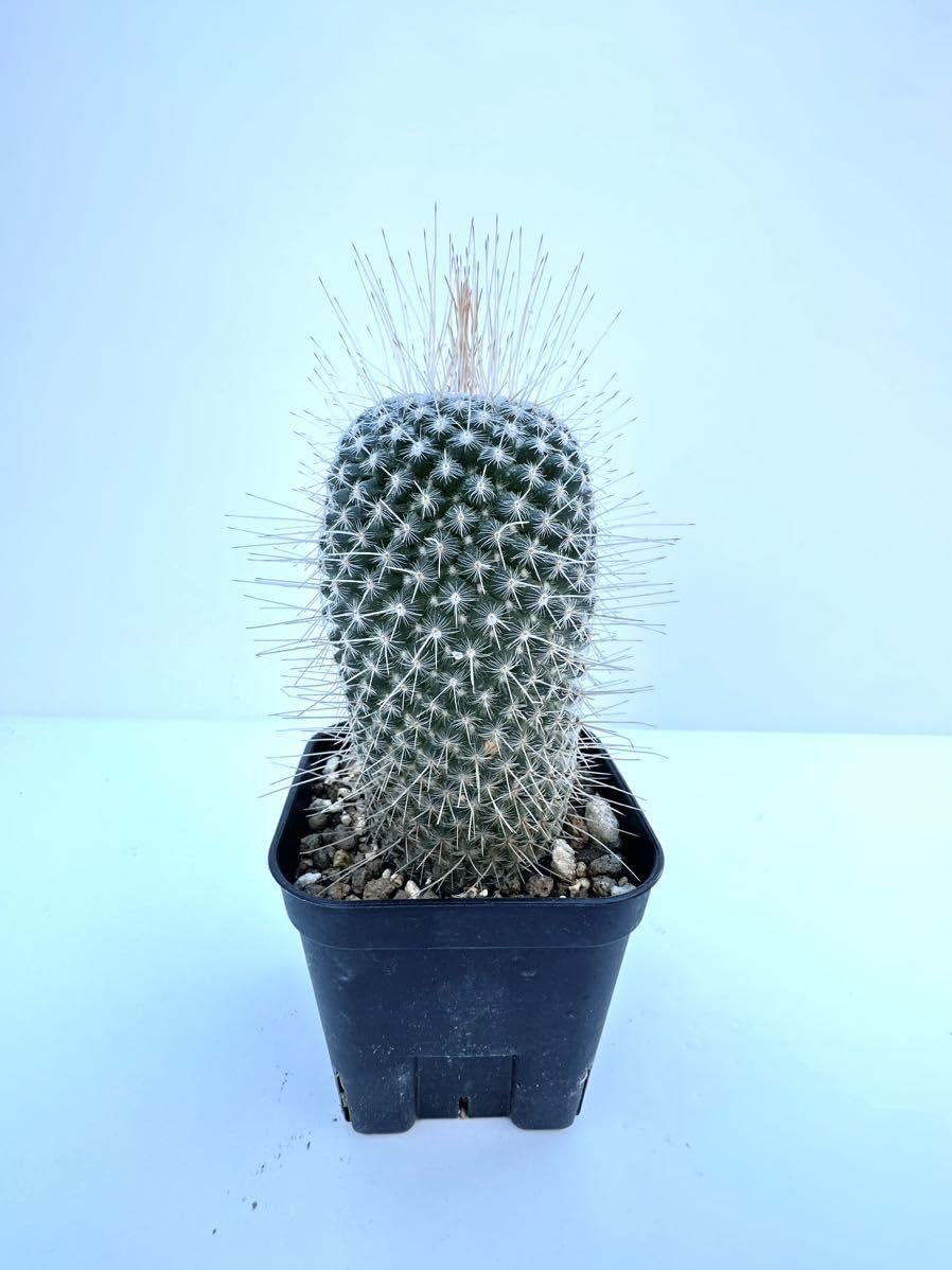 Amazon.co.jp: マミラリア 白珠丸 Mammillaria compressa v. nivea