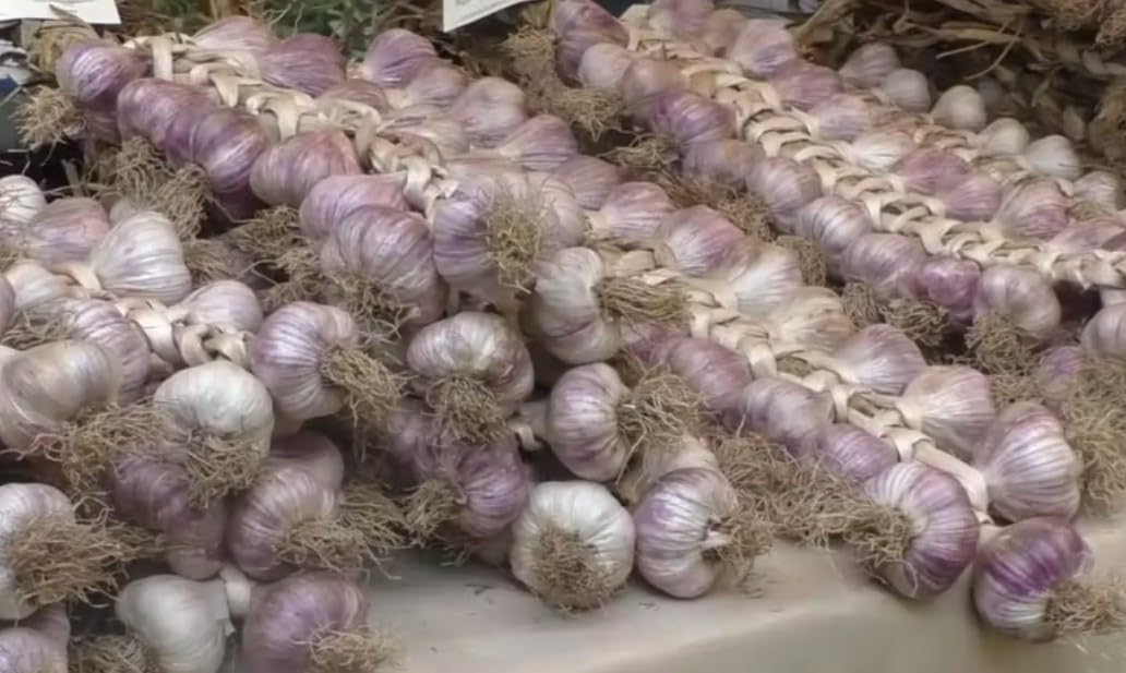 Treccia Di Aglio di Vessalico 1 Kg