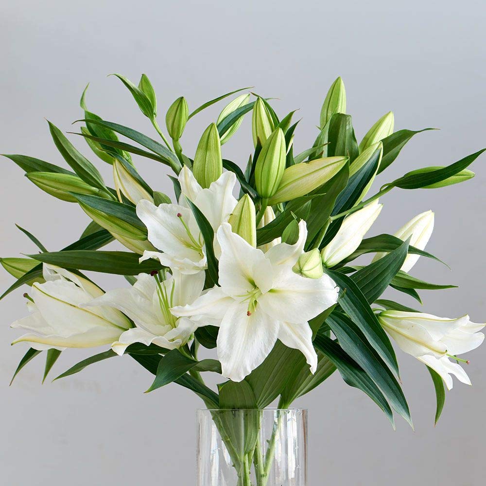LIVE GREEN Oriental Lily Lilium Imported Large Flower Bulbs in Flower Sweet Fragrance (2 Bulbs Oriental Lily Asteria) (B08251874C) Amazon Price History, Amazon Price Tracker